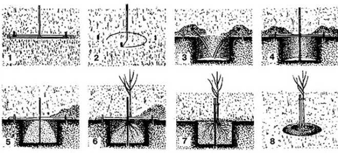 Правильная посадка яблони осенью