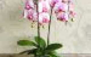 Уход за орхидеей в домашних