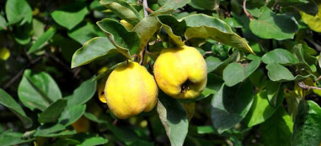 Обрезка айвы японской осенью