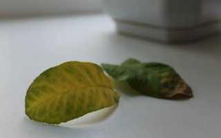 Почему желтеют листья лимона в домашних условиях