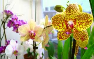 Желтая орхидея фаленопсис