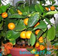 Апельсиновое дерево из косточки