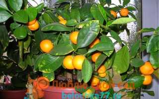 Апельсиновое дерево уход в домашних условиях