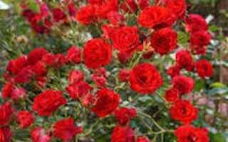 Роза почвопокровная скарлет мейдиланд
