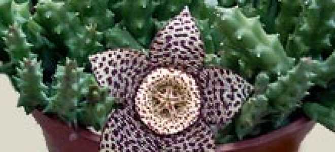 Стапелия цветок