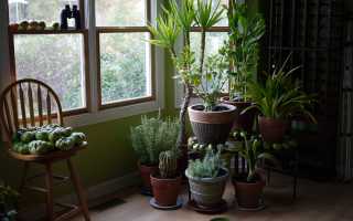 Какие комнатные растения не любят свет