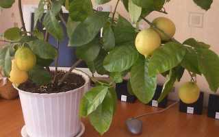 Лимонное дерево из косточки в домашних условиях