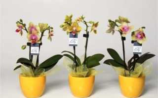 Мини орхидеи уход в домашних условиях