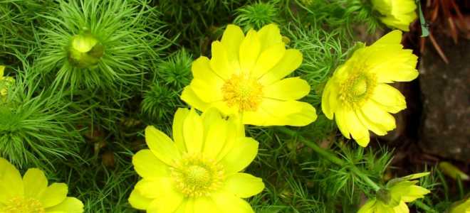 Цветок адонис