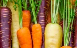 Какие сорта моркови лучше сажать в подмосковье