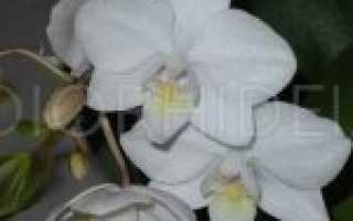 Soft cloud орхидея