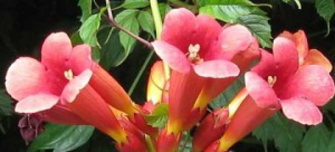 Как обрезать кампсис осенью