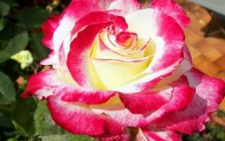 Double delight роза