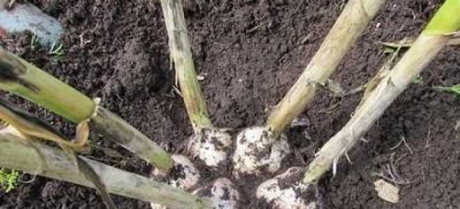 Семейный чеснок посадка и уход