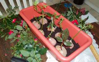 Выращивание роз из черенков в домашних условиях