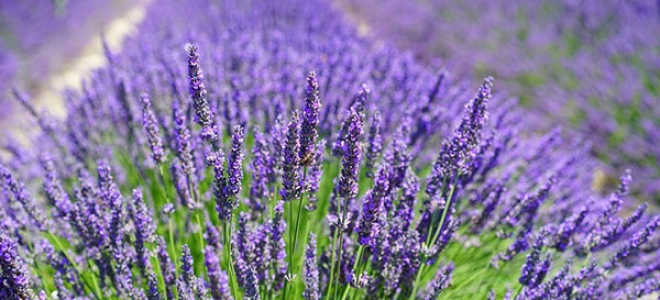 Обрезка лаванды осенью