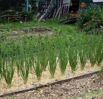 Как использовать опилки в саду и огороде