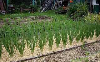 Как использовать опилки в саду и огороде