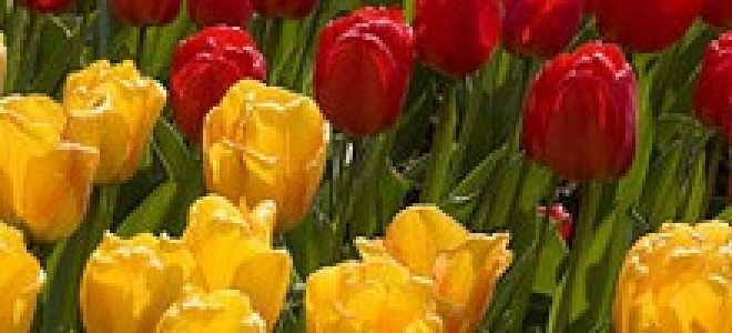 Высадка тюльпанов осенью сроки