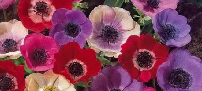 Анемона лорд лейтенант посадка и уход