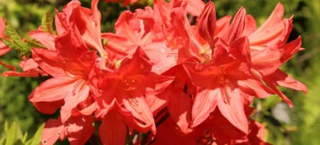 Рододендрон японский посадка и уход