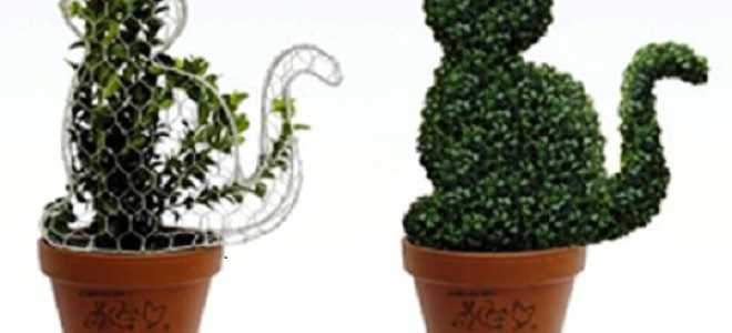 Обрезка можжевельника осенью