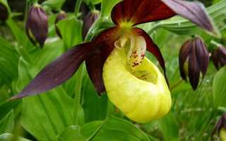 Орхидея венерин башмачок