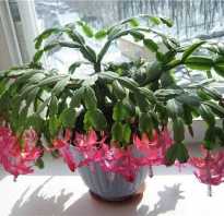 Как заставить кактус цвести в домашних условиях
