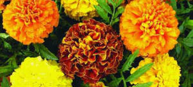 Цветы бархатцы посадка и уход