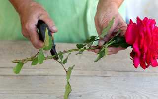 Как укоренить срезанные розы в домашних условиях