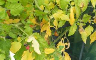 Почему желтеют листья у помидоров в теплице