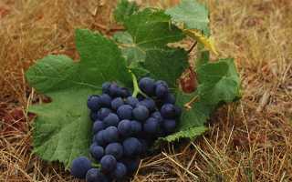 Подкормка винограда осенью