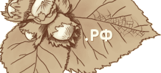 Орех краснолистный посадка и уход