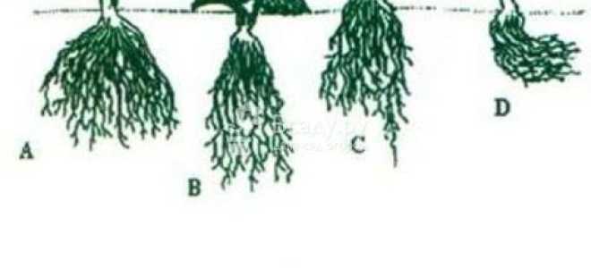 Как правильно садить клубнику осенью