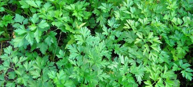 Петрушка корневая посадка и уход