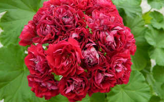 Пеларгония rose of amsterdam