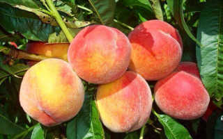 Как посадить саженец персика осенью