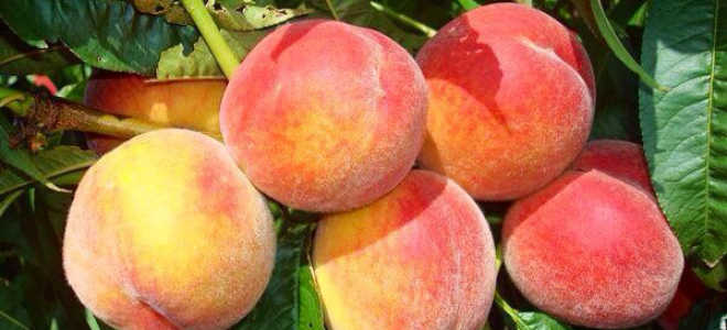 Как посадить саженец персика осенью