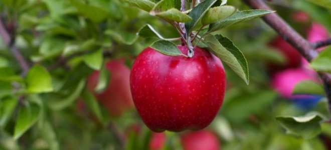 Когда лучше садить яблони весной или осенью