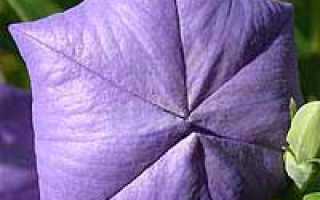 Ширококолокольчик посадка и уход