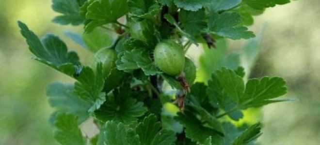 Крыжовник посадка и уход