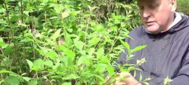 Посадка миндаля осенью