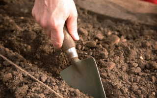 Как восстановить плодородие почвы на садовом участке