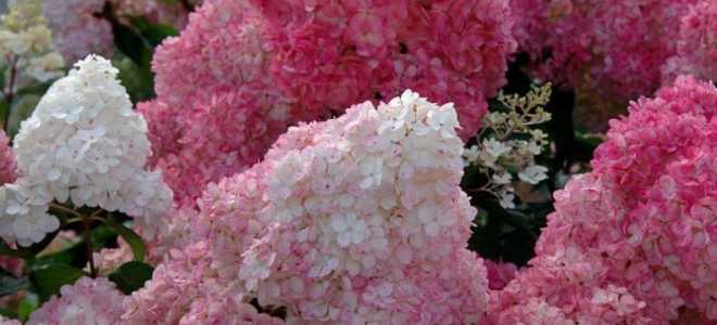 Гортензия сандей фрайз посадка и уход