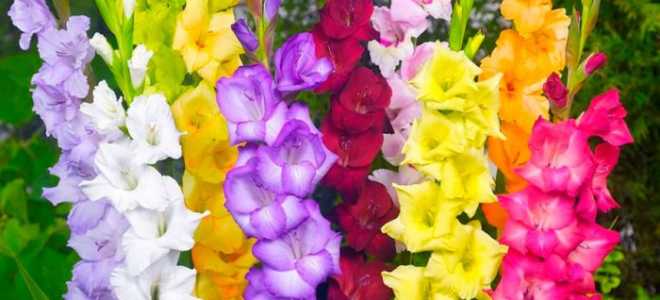 Как ухаживать за гладиолусами осенью