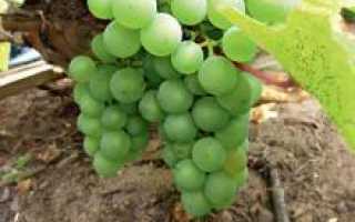 Пересадка винограда на новое место осенью