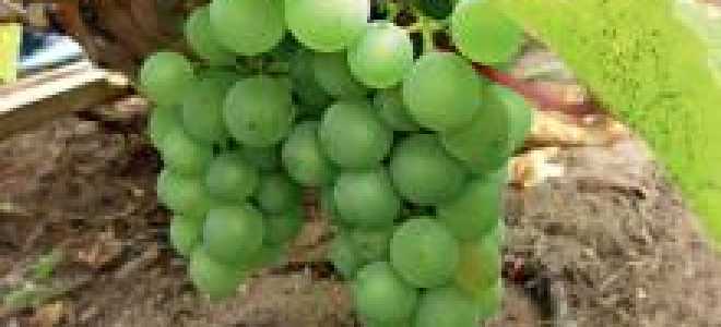 Когда лучше пересадить виноград весной или осенью