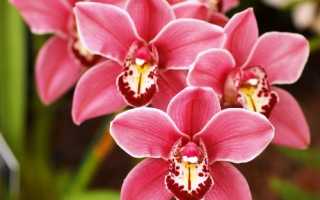 Как сделать чтобы зацвела орхидея