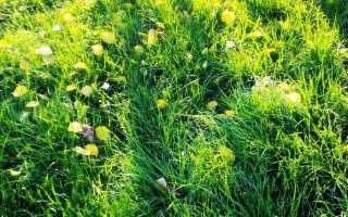 Как равномерно посеять газонную траву