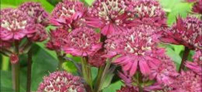 Астранция крупная посадка и уход